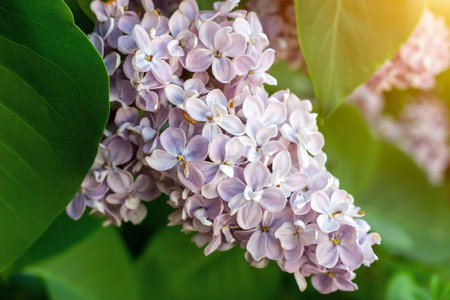 Blossoming branch of light purple lilac Syringa vulgaris flowers on green leaves background in the...