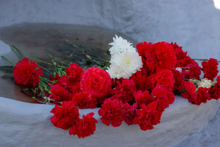 Red and white carnation flowers on gray cement background.の写真素材