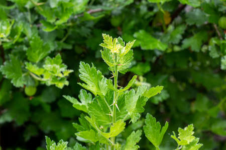Fresh green gooseberry twigs with leaves on a branch of a bush in the garden in summer.の写真素材