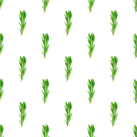 Fresh green rosemary leaves, twigs and branches seamless pattern on white background.の写真素材