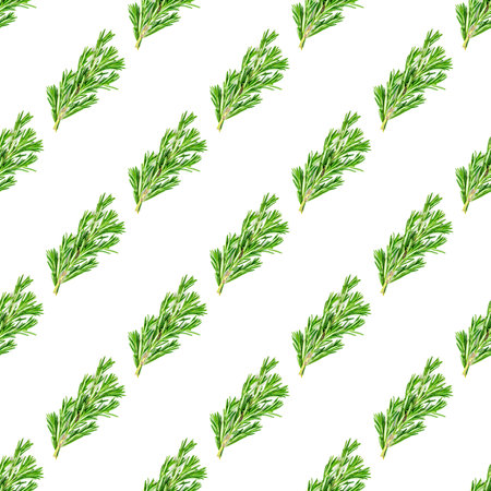 Fresh green rosemary leaves, twigs and branches seamless pattern on white background.の写真素材