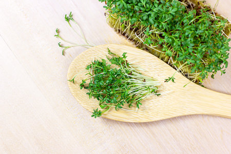Fresh growing micro greens of young watercress salad in wooden spoon on light background.の写真素材
