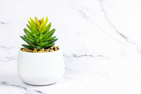 Green succulent flower plant in the pot on light marble background with copy space.の写真素材