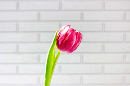 Beautiful bright pink tulip flowers with green leaves on light brick background close up.の写真素材
