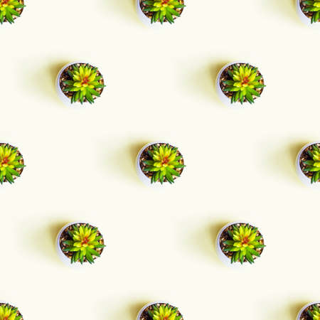 Green succulent flower plant in the pot repeat seamless pattern on light yellow background.の写真素材