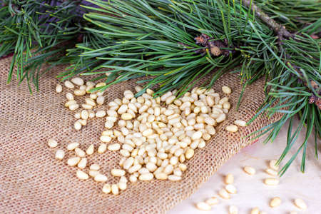 Fresh peeled pine nuts with green coniferous branches on light textile background.の写真素材