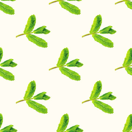 Fresh green mint (peppermint, spearmint) branch with leaves repeat seamless pattern on light background.の写真素材