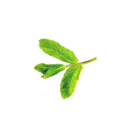 Fresh green mint (peppermint, spearmint) branch with leaves isolated on white background.