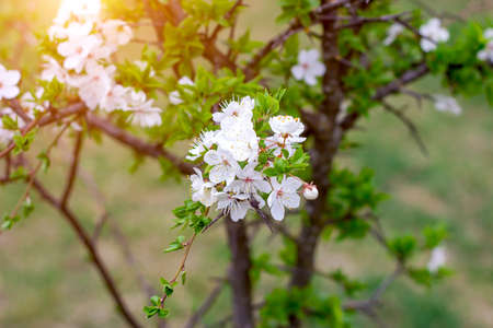 Fresh bright white flowers of blossoming asian cherry on green leaves background in the garden in spring close up.の写真素材