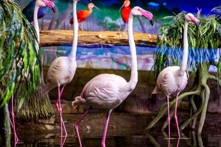Pink flamingos in the pond on green leaves and other birds background.の写真素材