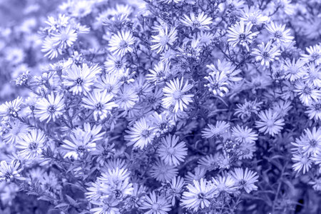 Bright Very Peri colored purple aster flower background.の写真素材
