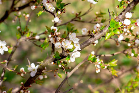 Fresh bright white flowers of blossoming asian cherry on green leaves background in the garden in spring close up.の写真素材