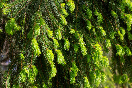 Bright green fresh fir tree new twigs and spruces in spring in the forest close up.