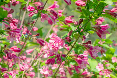 Bright pink Weigela hybrida Hort flowers with green leaves in the garden in spring.の写真素材
