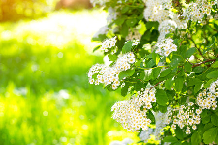 Many white Spirea (Spiraea Vanhouttei Briot Zabel Gold Fountain) flowers with green leaves in spring...