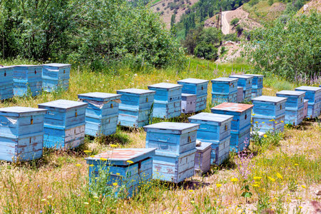 Many blue bee hives in the field on the country farm on the sunny summer day.の写真素材