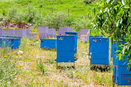 Many blue bee hives in the field on the country farm on the sunny summer day.の写真素材
