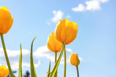 Bright yellow blossoming tulip flowers on the field in spring against the blue sky.の写真素材