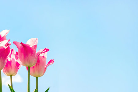 Bright pink and white blossoming tulip flowers on the field in spring against the blue sky with copy space.の写真素材