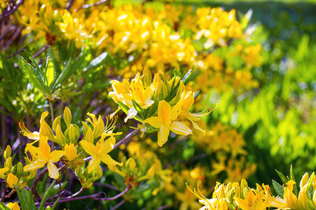 Bright yellow Rhododendron Luteum blossoming flowers with green leaves in the garden in spring.の写真素材