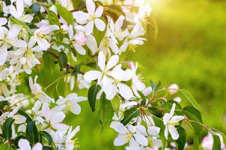 White crabapple tree blossom on green leaves background in the garden in spring.の写真素材