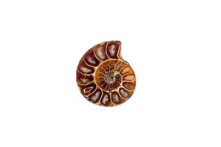 Brown spiral ammonite fossil mollusk isolated on white background.の写真素材