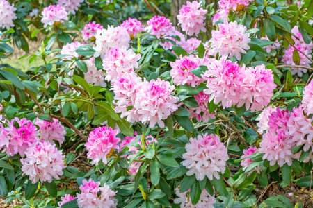 Bright pink Rhododendron hybridum Cheer flowers with leaves in the garden in summer.の写真素材