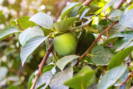 Green tropical persimmon fruit tree with leaves in the garden in summer.の写真素材