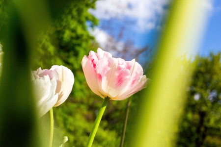 Bright pink blossoming tulip flowers on the field in spring.の写真素材