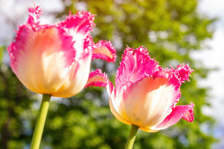 Bright pink blossoming tulip flowers on the field in spring.の写真素材