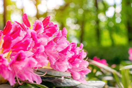 Bright pink Rhododendron hybridum Cosmopolitan blossoming flowers with green leaves in the garden in spring.の写真素材