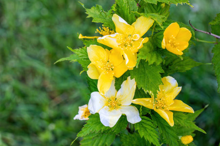 Bright yellow Chinese Rose (Kerria japonica Pleniflora) flowers in spring in the garden close up.の写真素材