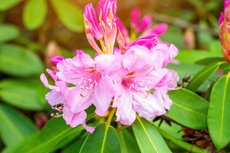 Bright pink Rhododendron Ambiguum Roseum blossoming flowers with green leaves in the garden in spring.の写真素材