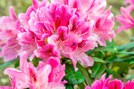 Bright pink Rhododendron hybridum Anastasia blossoming flowers with green leaves in the garden in spring.の写真素材