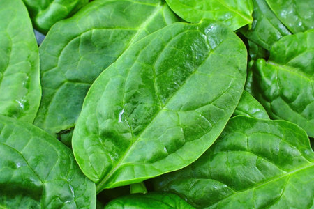 Top view of fresh green spinach leaves close up as a food backgroundの写真素材