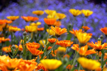 Flower gardenの写真素材