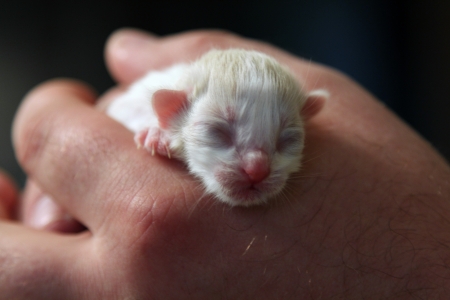 New-born kitten sleeping on men s hands on black backgroundの写真素材