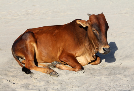 Indian cow resting on the sandy beach of Goaの写真素材