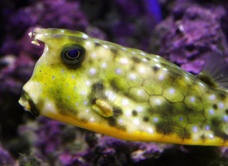 Longhorn cowfish or Horned boxfish (Lactoria cornuta)