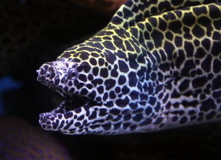 Moray (Gymnothorax favagineu)の写真素材