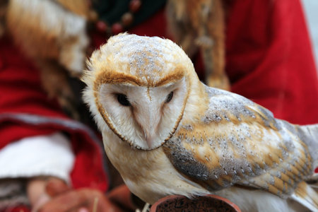 Barn owl (Tyto alba)の写真素材