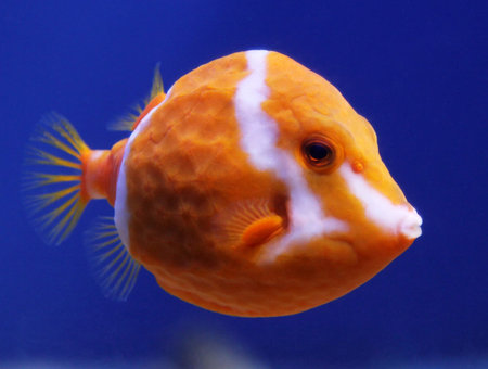 Flame or White Barred boxfish (Anoplocapros lenticularis)