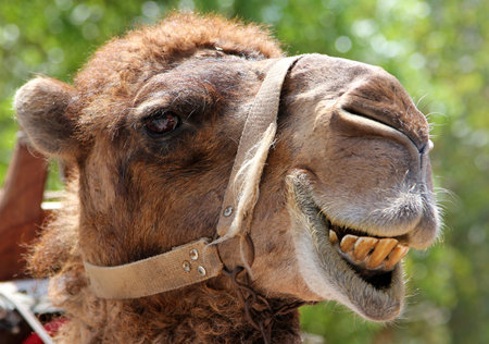Portrait of s smiling camelの写真素材