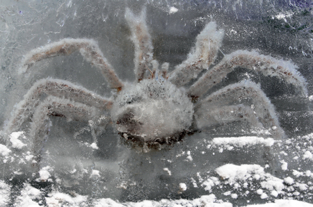 King crab in ice blockの写真素材