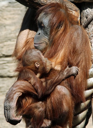 Female of Sumatran orangutan (Pongo abelii) with a babyの写真素材