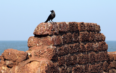 Crow on the ancient stone wall of Aguada Fort, Goa, Indiaの写真素材