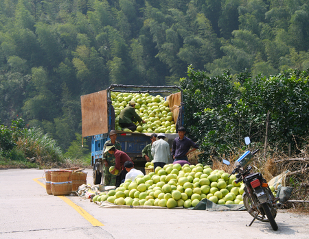 YONGDING, FUJIAN, CHINA - OCT 22, 2009: Chinese farmers loading harvest of ripe pomelo into the carのeditorial素材