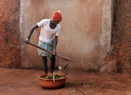 GOA, INDIA - FEB 12, 2014: Indian farmer collecting cow dung. In India, cow dung is used not only in agriculture but also in many ritual practicesのeditorial素材