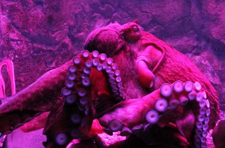 Portrait of a Giant live Octopus in neon light in aquariumの写真素材
