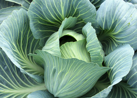 Green head of cabbage in the garden closeup